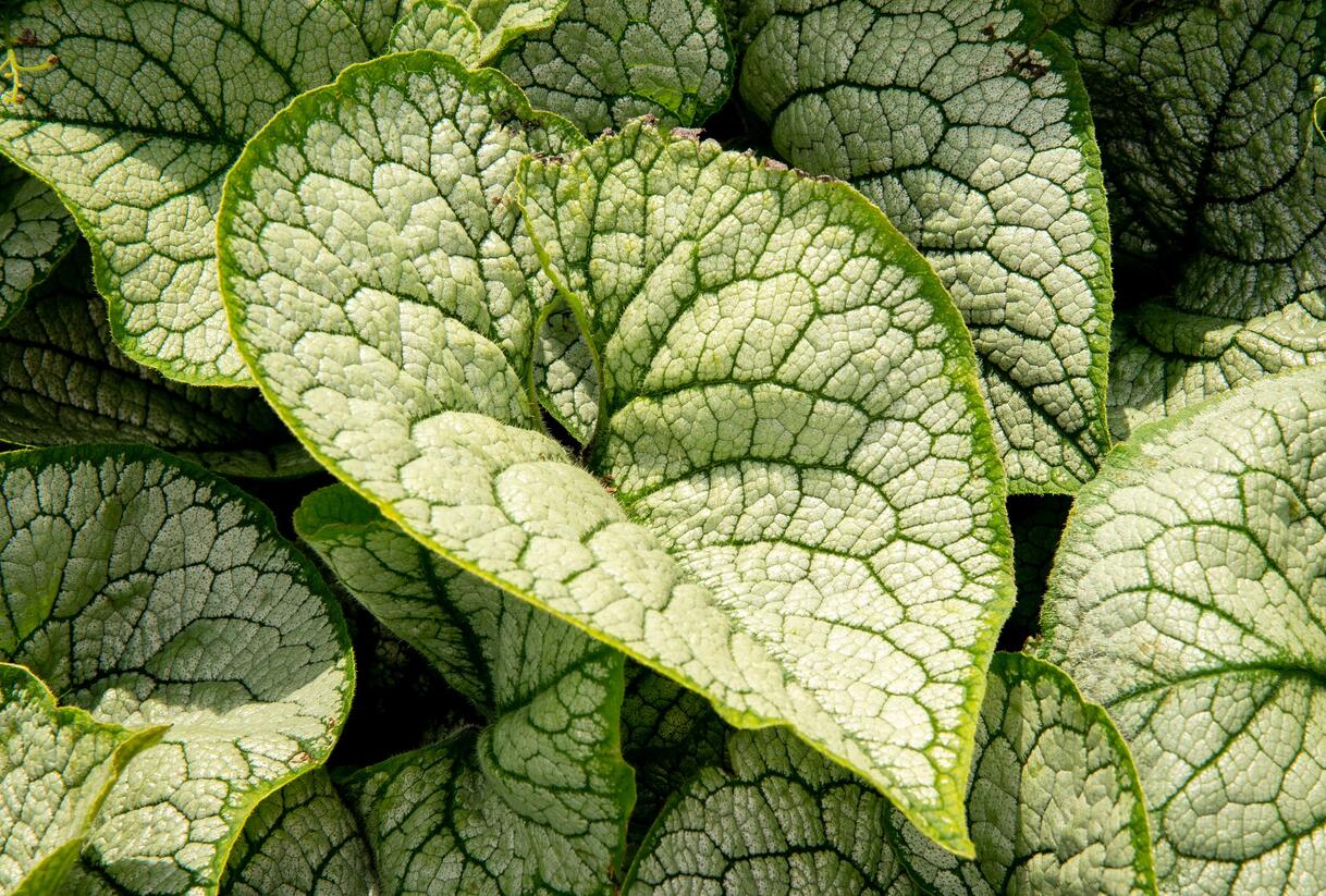 Pomněnkovec velkolistý 'Sea Heart' - Brunnera macrophylla 'Sea Heart'