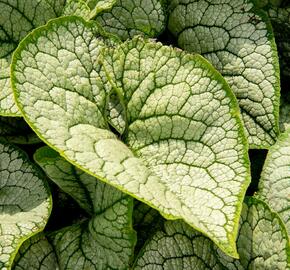 Pomněnkovec velkolistý 'Sea Heart' - Brunnera macrophylla 'Sea Heart'