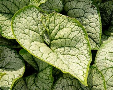 Pomněnkovec velkolistý 'Sea Heart'