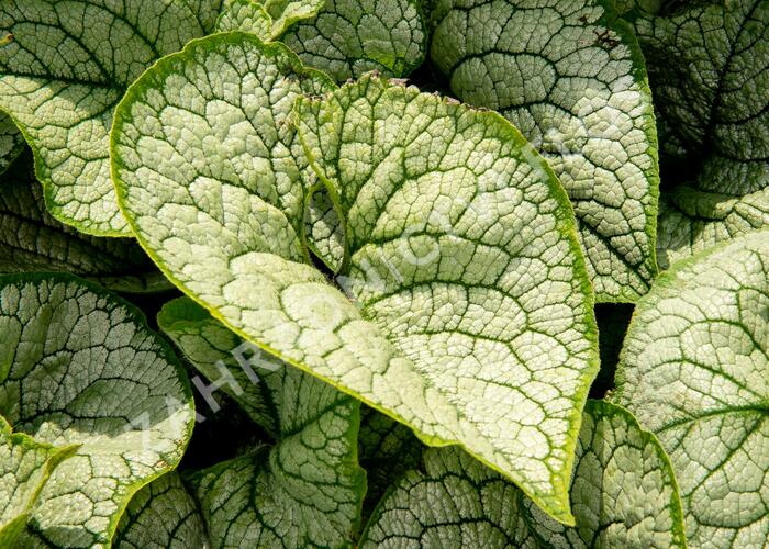 Pomněnkovec velkolistý 'Sea Heart' - Brunnera macrophylla 'Sea Heart'