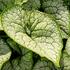 brunnera-macrophylla-sea-heart.jpg