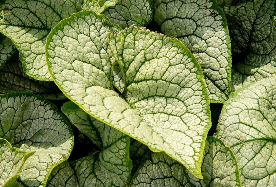 Pomněnkovec velkolistý 'Sea Heart' - Brunnera macrophylla 'Sea Heart'