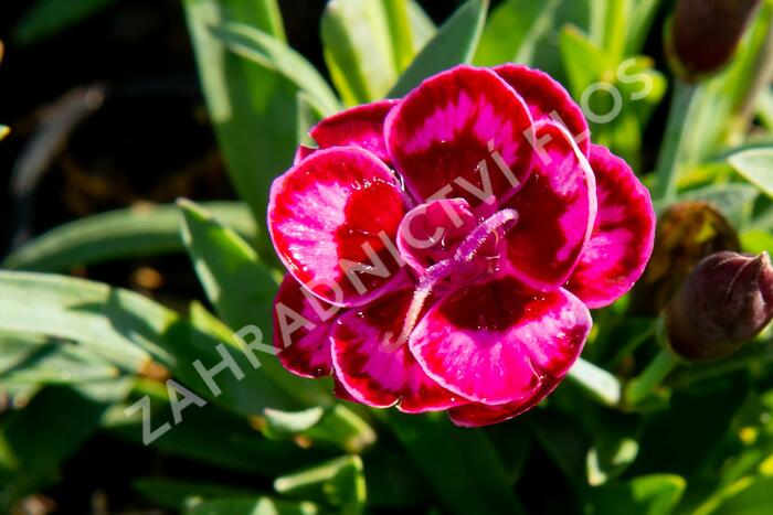 Hvozdík karafiát 'Purple Wedding' - Dianthus caryophyllus 'Purple Wedding'