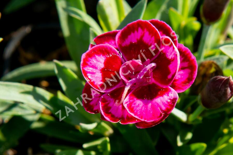 Hvozdík karafiát 'Purple Wedding' - Dianthus caryophyllus 'Purple Wedding'