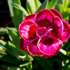 Hvozdík karafiát 'Purple Wedding' - Dianthus caryophyllus 'Purple Wedding'