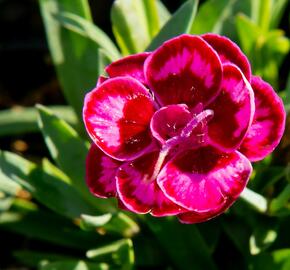 Hvozdík karafiát 'Purple Wedding' - Dianthus caryophyllus 'Purple Wedding'