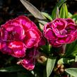 Hvozdík karafiát 'Purple Wedding' - Dianthus caryophyllus 'Purple Wedding'
