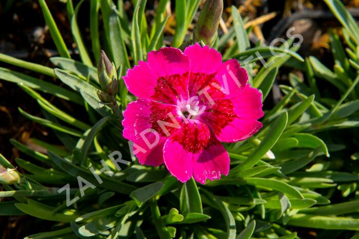 Hvozdík 'Pillow Purple' - Dianthus 'Pillow Purple'