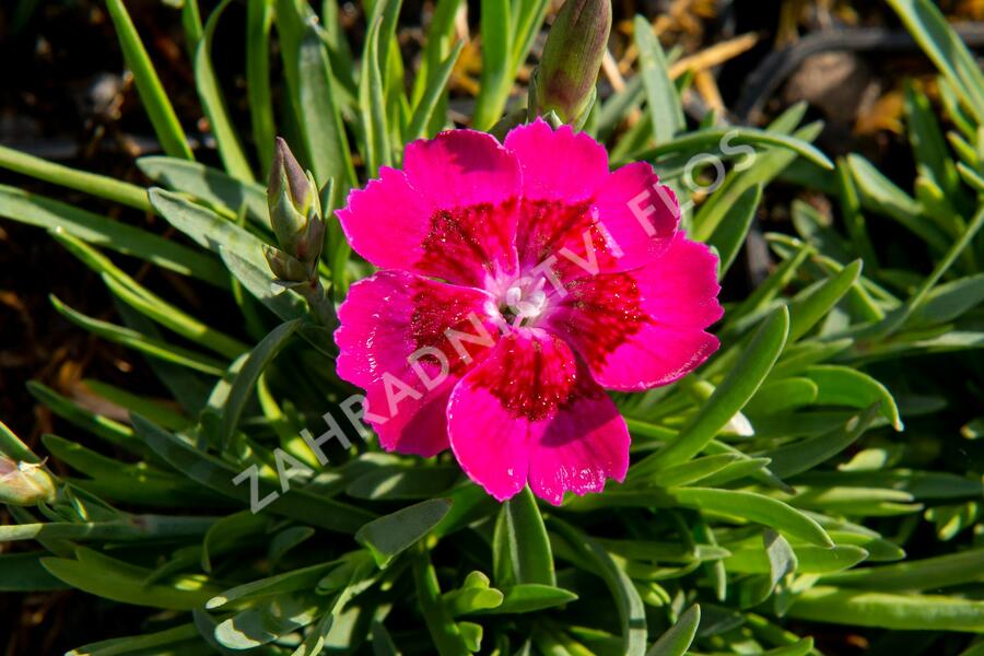 Hvozdík 'Pillow Purple' - Dianthus 'Pillow Purple'