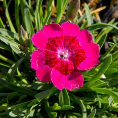 Hvozdík 'Pillow Purple' - Dianthus 'Pillow Purple'