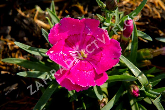 Hvozdík 'Pillow Magenta' - Dianthus 'Pillow Magenta'