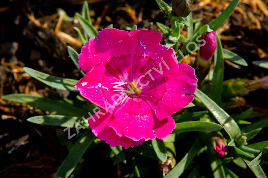 Hvozdík 'Pillow Magenta' - Dianthus 'Pillow Magenta'