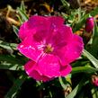 Hvozdík 'Pillow Magenta' - Dianthus 'Pillow Magenta'