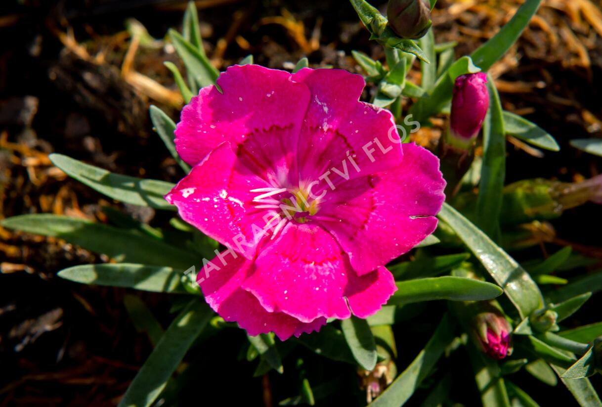 Hvozdík 'Pillow Magenta' - Dianthus 'Pillow Magenta'
