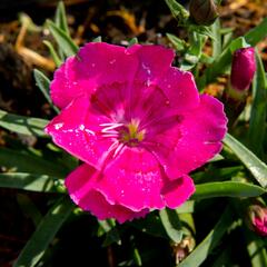 Hvozdík 'Pillow Magenta' - Dianthus 'Pillow Magenta'