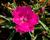Hvozdík 'Pillow Magenta'