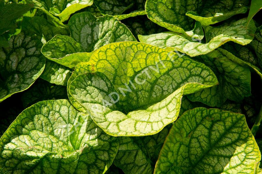 Pomněnkovec velkolistý 'Mr. Morse' - Brunnera macrophylla 'Mr. Morse'
