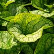 Pomněnkovec velkolistý 'Mr. Morse' - Brunnera macrophylla 'Mr. Morse'