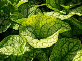 Pomněnkovec velkolistý 'Mr. Morse' - Brunnera macrophylla 'Mr. Morse'