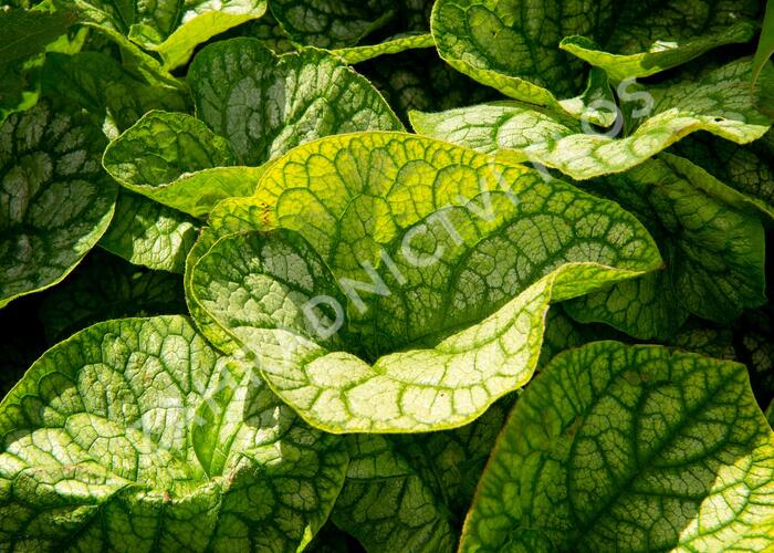 Pomněnkovec velkolistý 'Mr. Morse' - Brunnera macrophylla 'Mr. Morse'