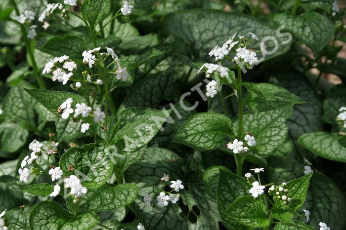Pomněnkovec velkolistý 'Mr. Morse' - Brunnera macrophylla 'Mr. Morse'