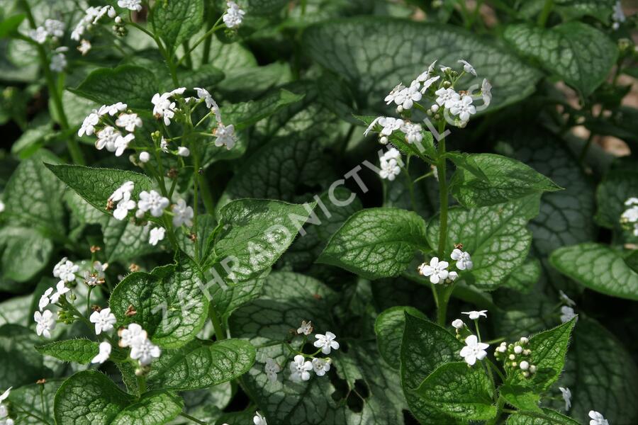 Pomněnkovec velkolistý 'Mr. Morse' - Brunnera macrophylla 'Mr. Morse'