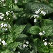 Pomněnkovec velkolistý 'Mr. Morse' - Brunnera macrophylla 'Mr. Morse'