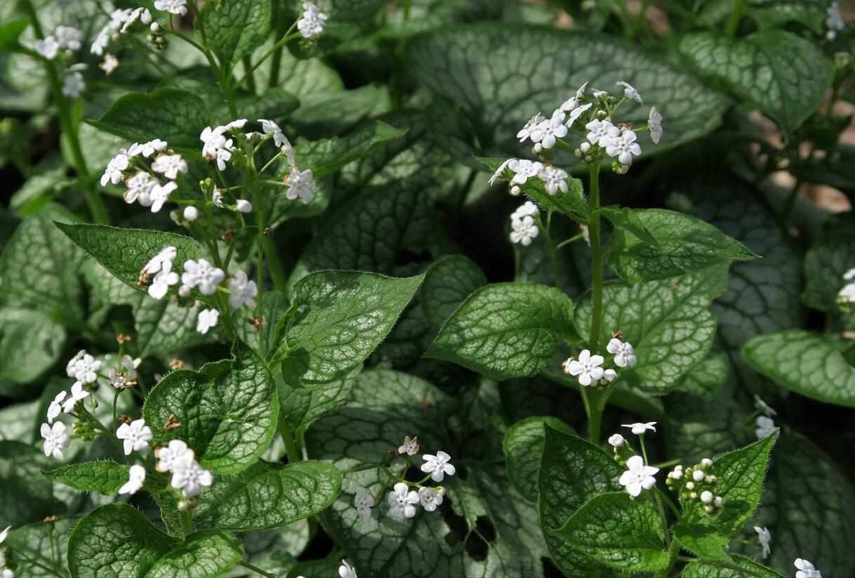 Pomněnkovec velkolistý 'Mr. Morse' - Brunnera macrophylla 'Mr. Morse'