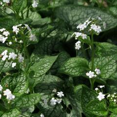 Pomněnkovec velkolistý 'Mr. Morse' - Brunnera macrophylla 'Mr. Morse'
