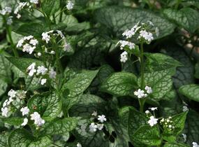 Pomněnkovec velkolistý 'Mr. Morse' - Brunnera macrophylla 'Mr. Morse'