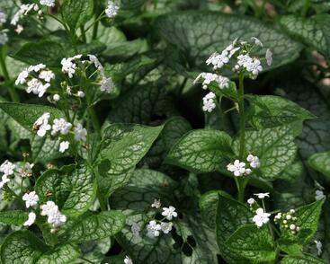 Pomněnkovec velkolistý 'Mr. Morse'