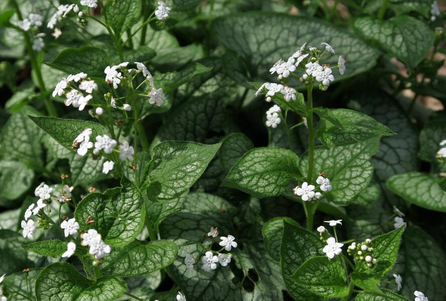 Pomněnkovec velkolistý 'Mr. Morse' - Brunnera macrophylla 'Mr. Morse'
