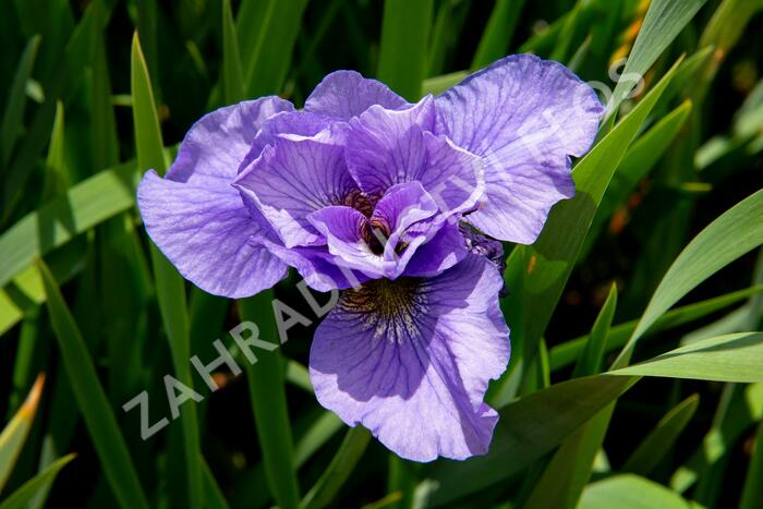 Kosatec sibiřský 'Rambunctious' - Iris sibirica 'Rambunctious'