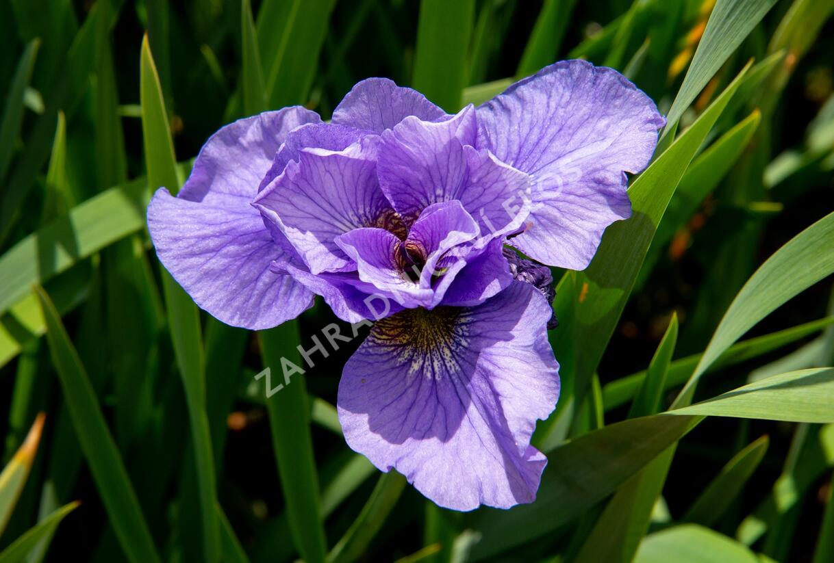Kosatec sibiřský 'Rambunctious' - Iris sibirica 'Rambunctious'