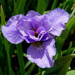 Kosatec sibiřský 'Rambunctious' - Iris sibirica 'Rambunctious'