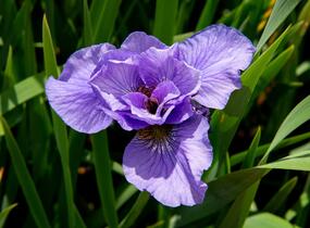 Kosatec sibiřský 'Rambunctious' - Iris sibirica 'Rambunctious'