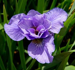 Kosatec sibiřský 'Rambunctious' - Iris sibirica 'Rambunctious'