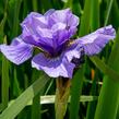 Kosatec sibiřský 'Rambunctious' - Iris sibirica 'Rambunctious'