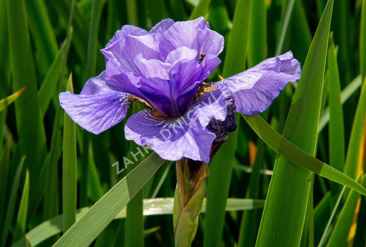 Kosatec sibiřský 'Rambunctious' - Iris sibirica 'Rambunctious'