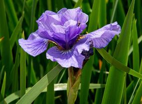 Kosatec sibiřský 'Rambunctious' - Iris sibirica 'Rambunctious'