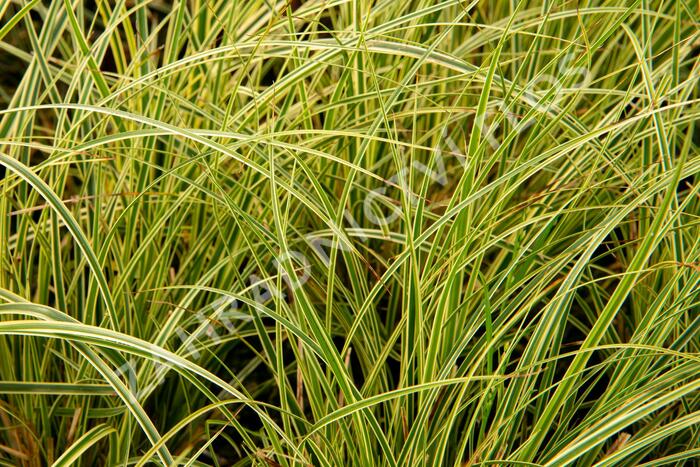 Ostřice 'Crema' - Carex brunnea 'Crema'