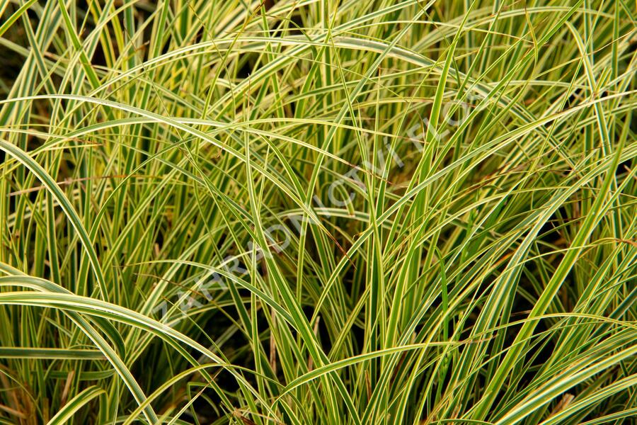 Ostřice 'Crema' - Carex brunnea 'Crema'