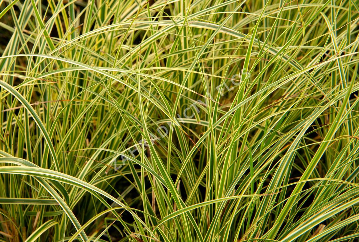 Ostřice hnědá 'Crema' - Carex brunnea 'Crema'