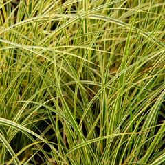 Ostřice 'Crema' - Carex brunnea 'Crema'