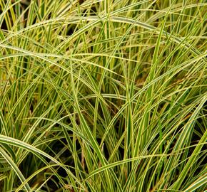 Ostřice 'Crema' - Carex brunnea 'Crema'