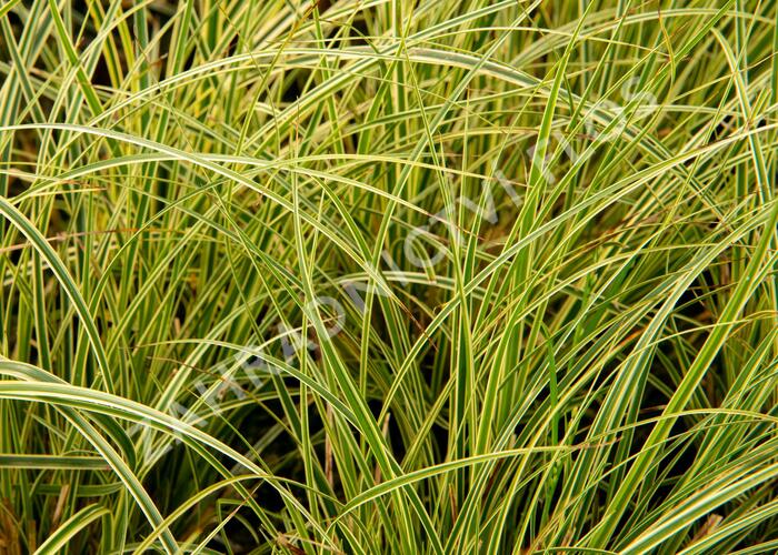Ostřice 'Crema' - Carex brunnea 'Crema'