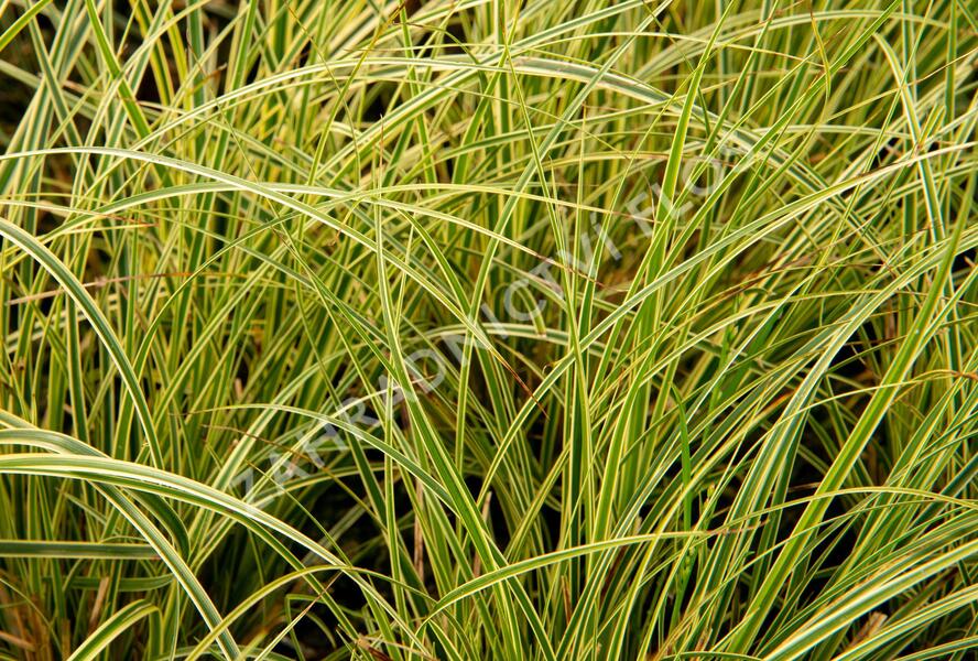 Ostřice hnědá 'Crema' - Carex brunnea 'Crema'