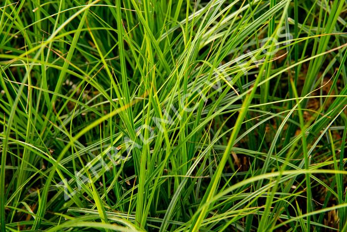Ostřice 'Green Verde' - Carex brunnea 'Green Verde'