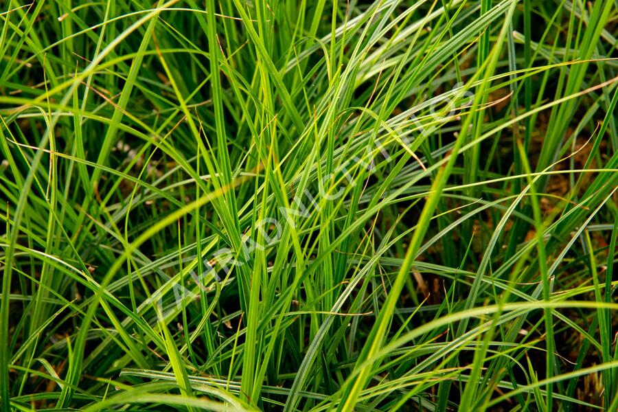 Ostřice 'Green Verde' - Carex brunnea 'Green Verde'