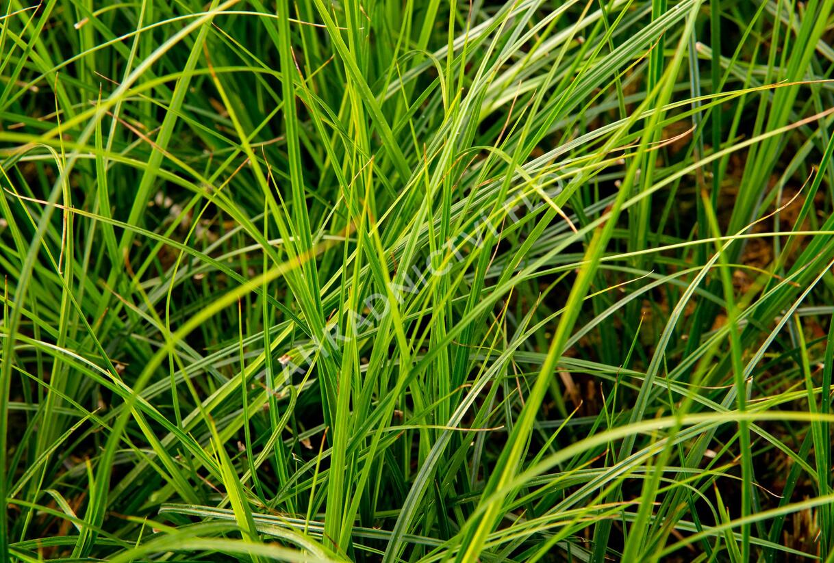 Ostřice hnědá 'Green Verde' - Carex brunnea 'Green Verde'